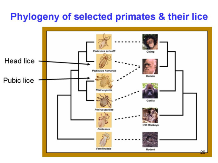 lice phylogeny